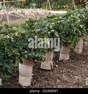 Celery - `Robinson's Mammoth Pink'   VEG026051 Stock Photo